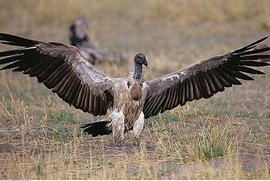 《宝可梦：阿尔宙斯》新预告：欢迎来到冒险世界