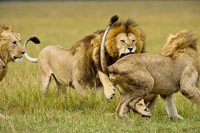 《街霸V》再掀格斗热 中国顶级格斗电竞比赛邀你来战